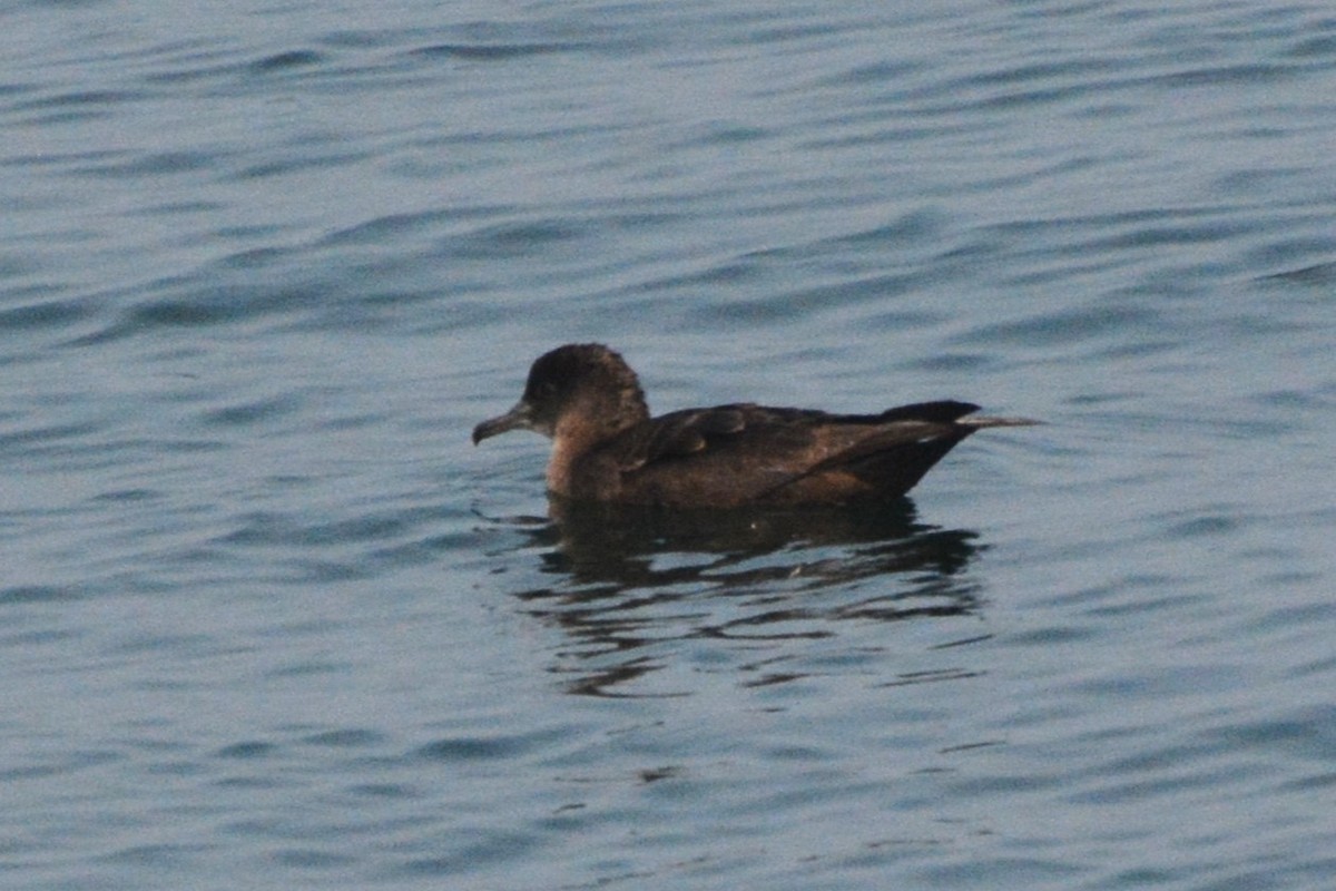 Sooty Shearwater - ML622047175