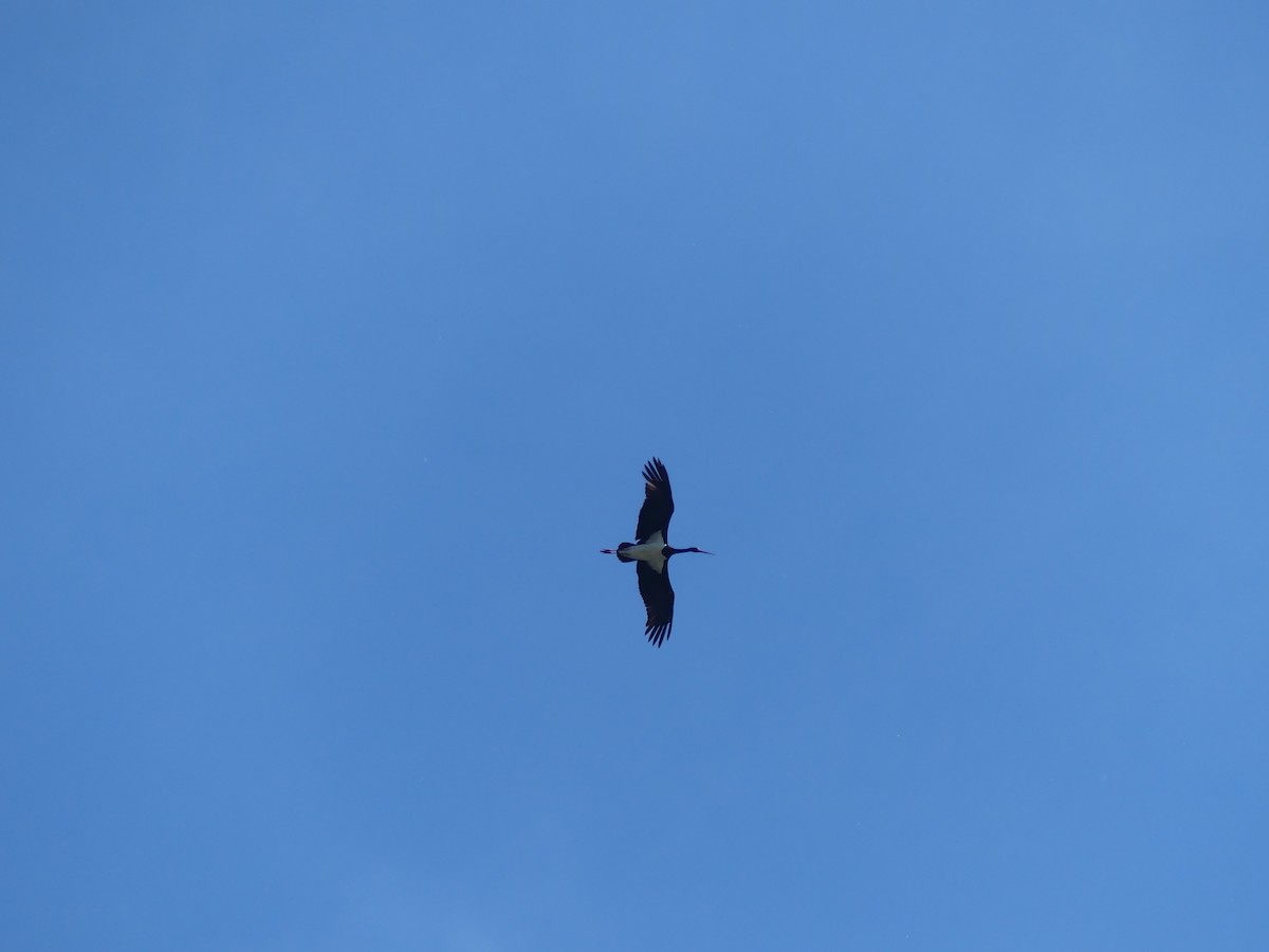 Black Stork - Lucas De las Heras