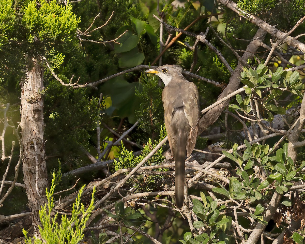 Yellow-billed Cuckoo - Mark & Teri McClelland