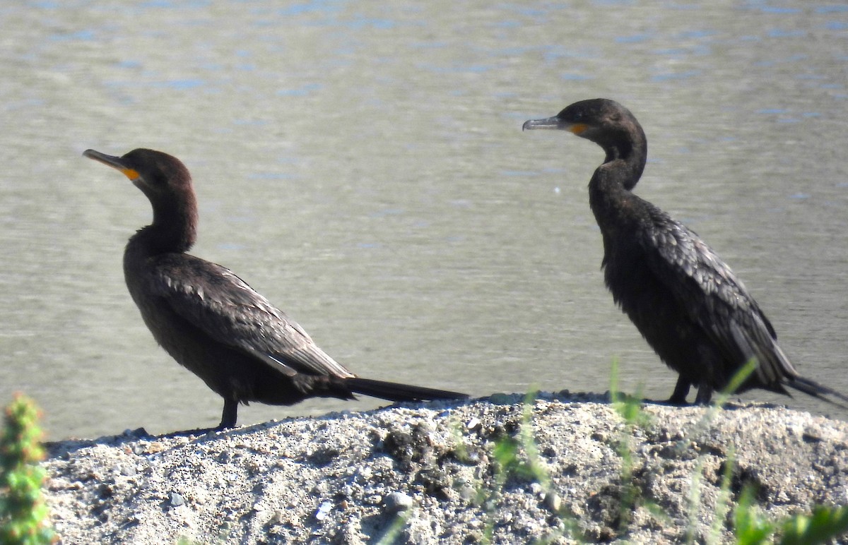 Neotropic Cormorant - ML622047210