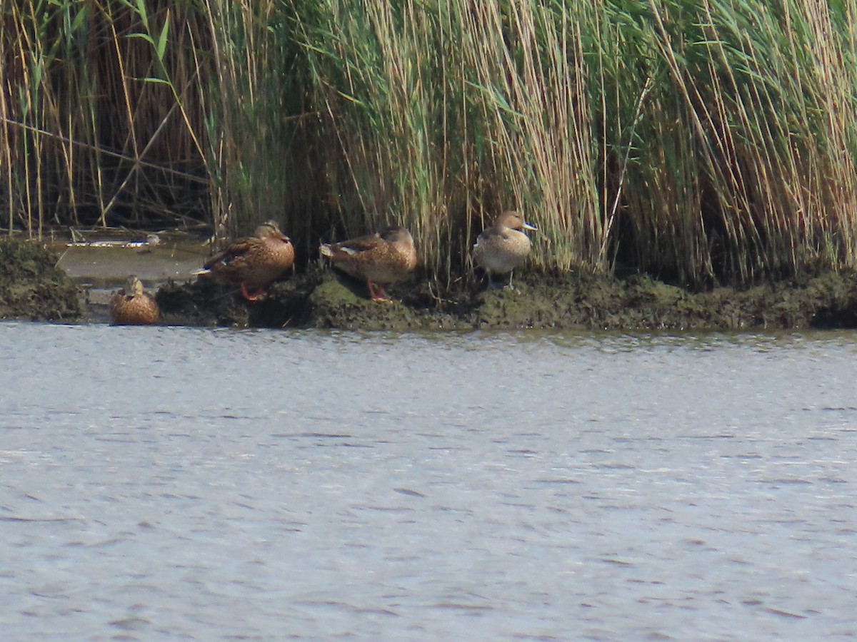 Northern Pintail - ML622047219