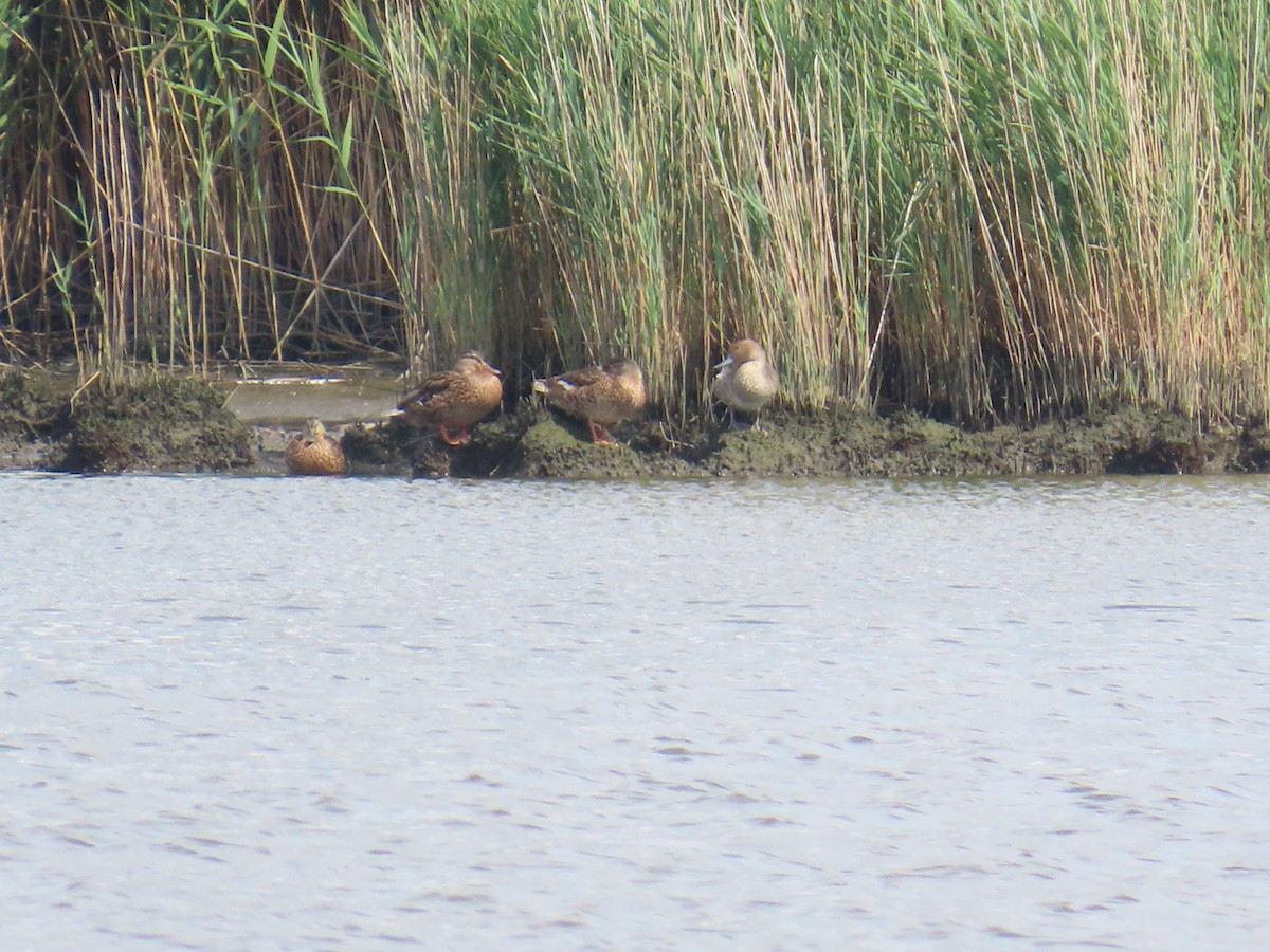 Northern Pintail - ML622047220