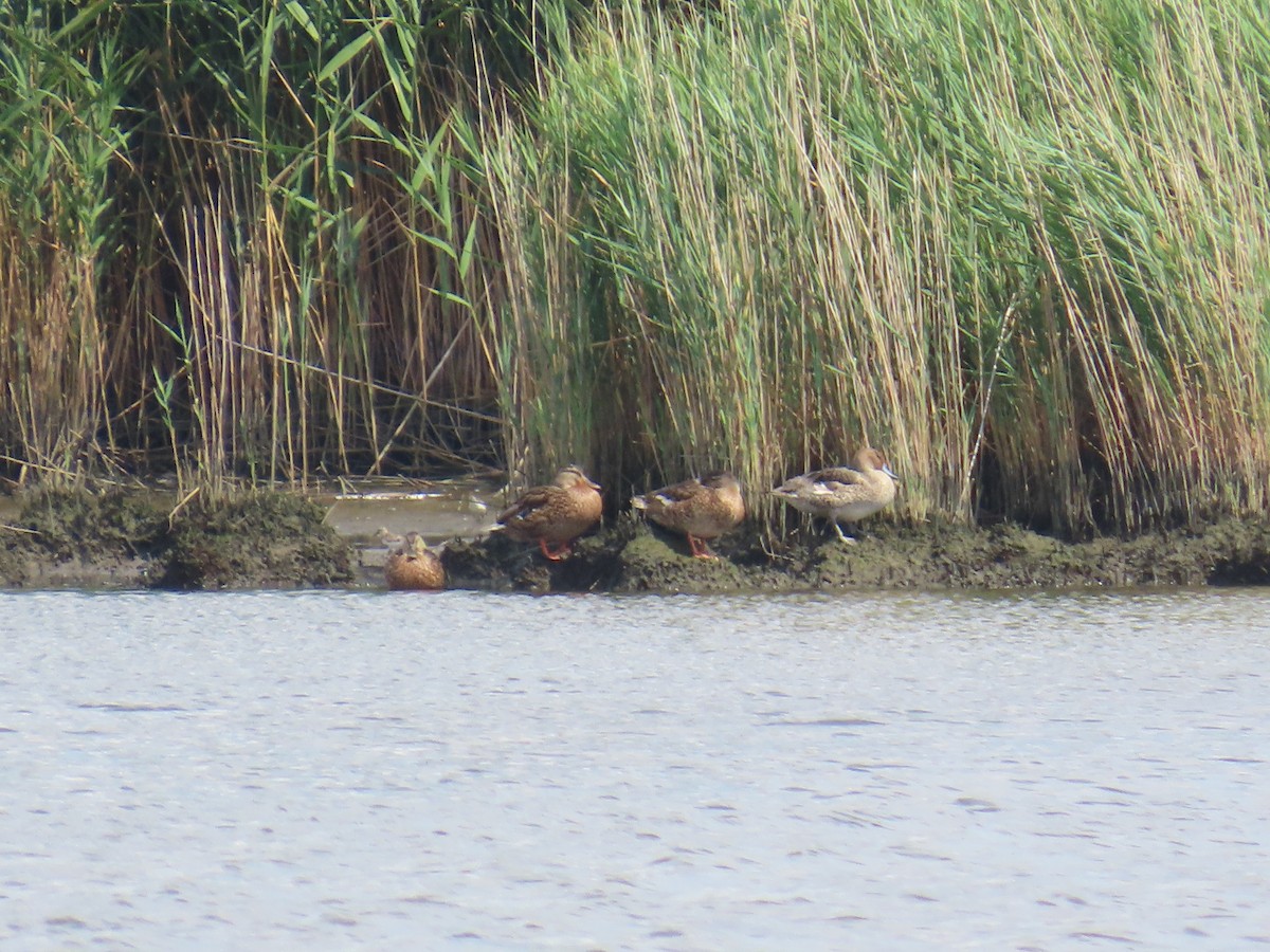 Northern Pintail - ML622047222