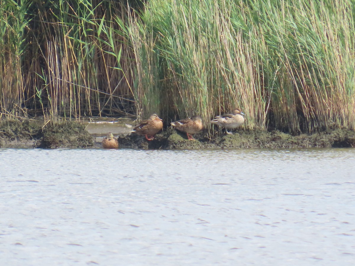 Northern Pintail - ML622047223