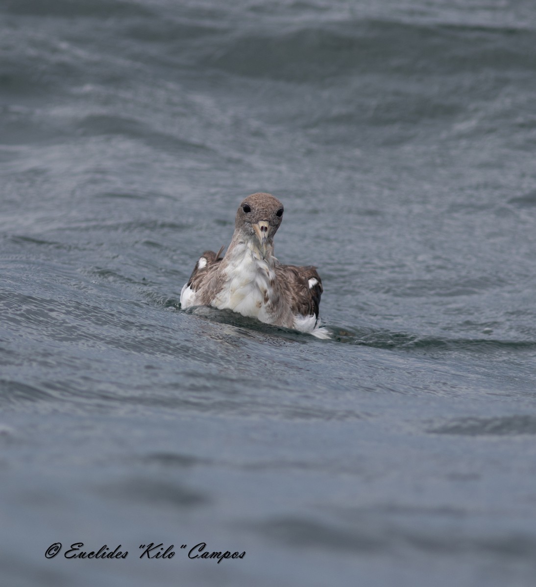 Puffin cendré - ML622047241