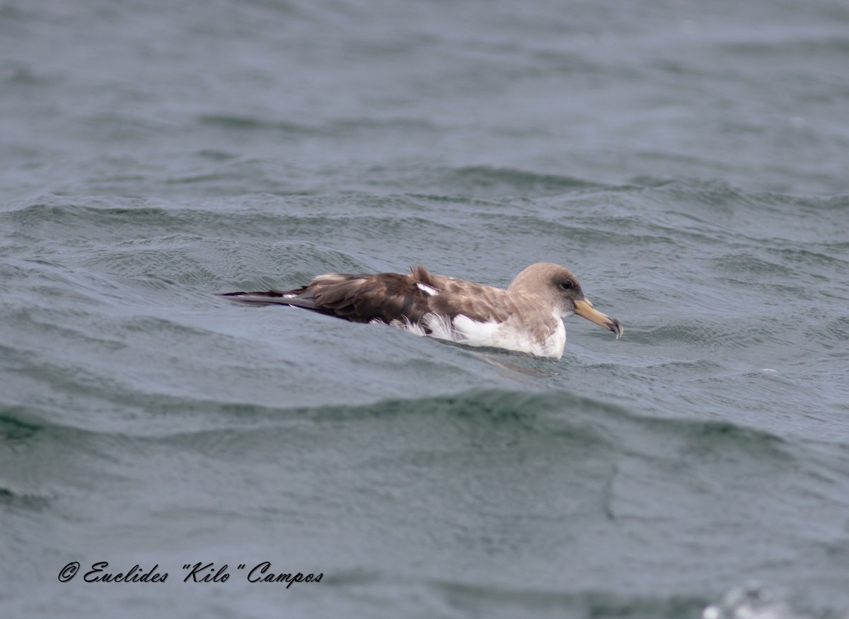 Puffin cendré - ML622047242