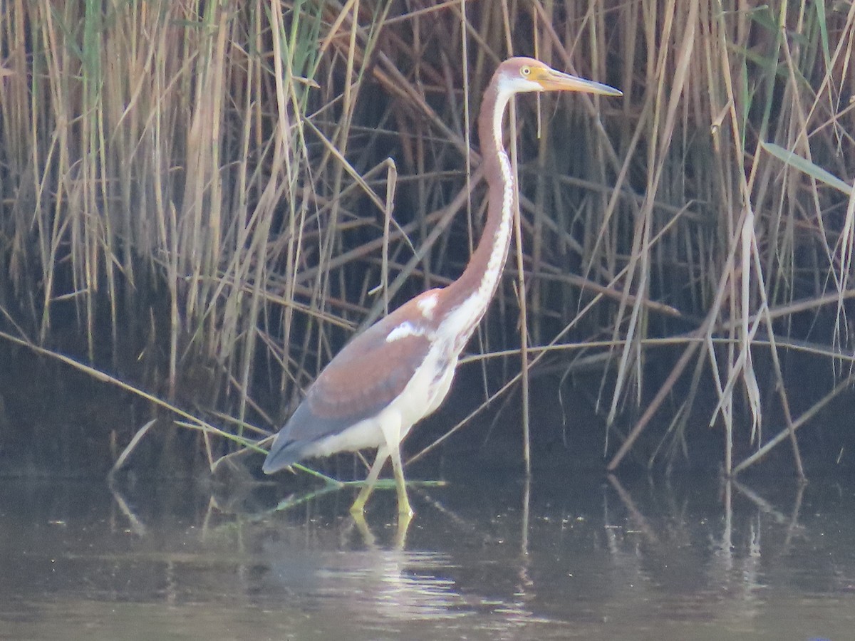 Tricolored Heron - ML622047247