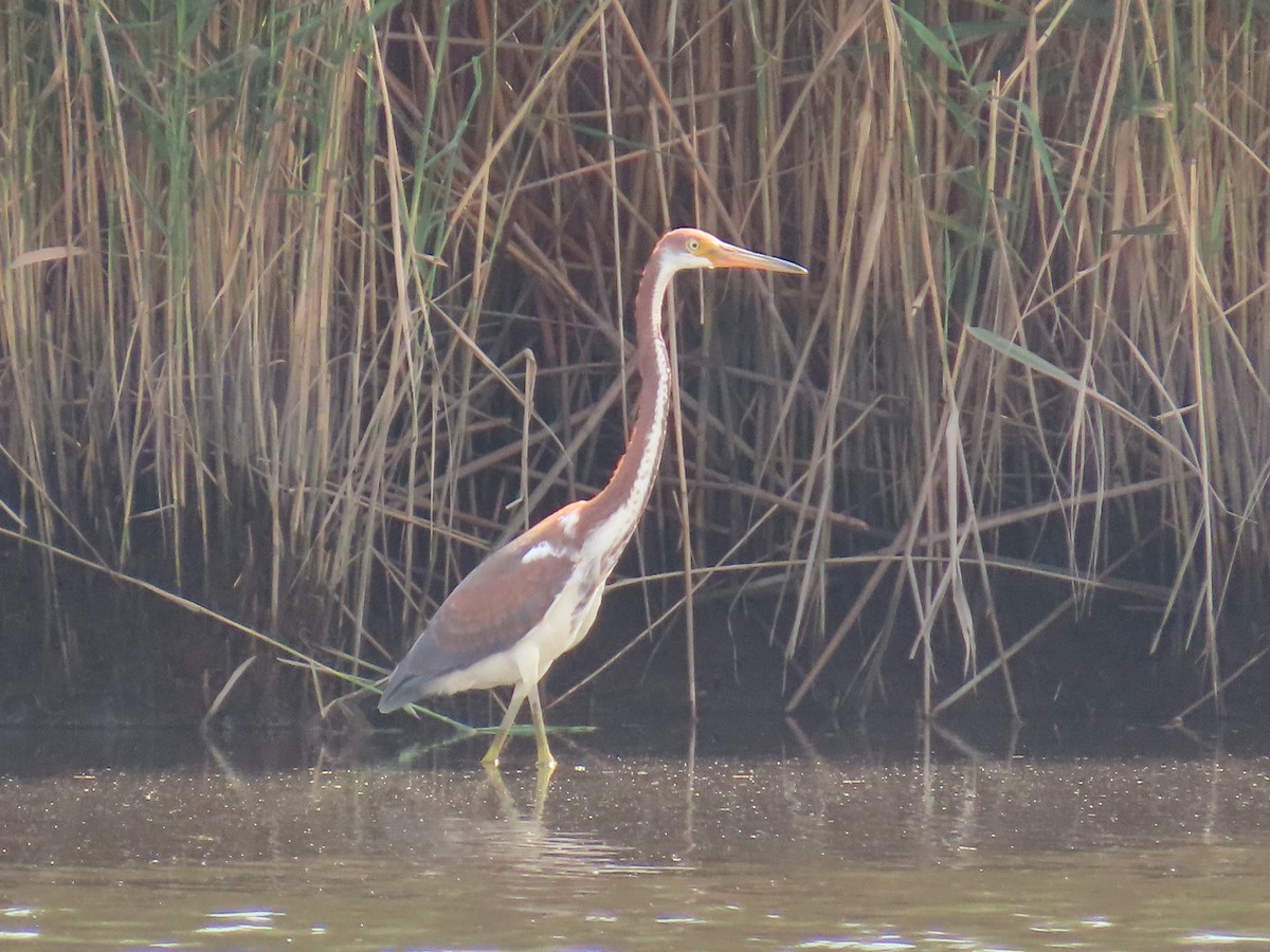 Tricolored Heron - ML622047248