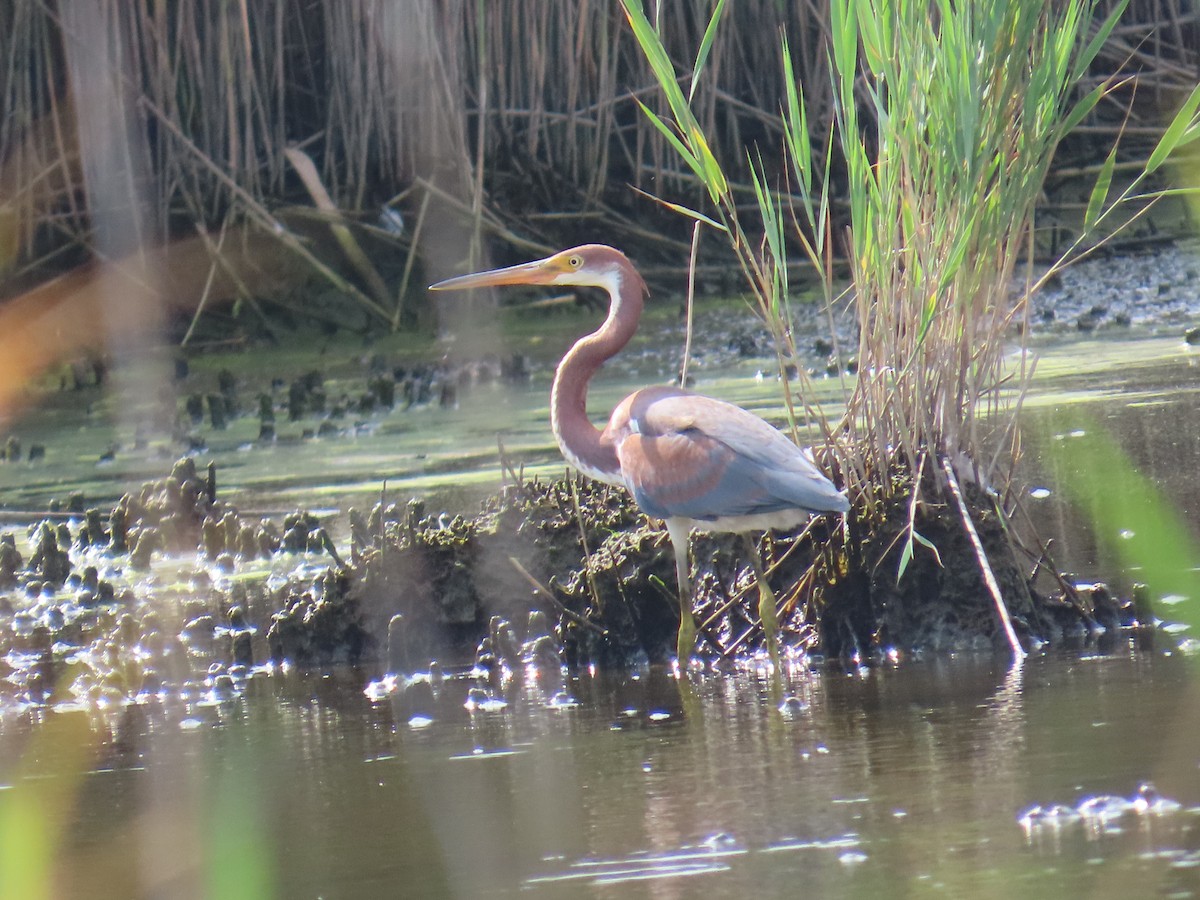 Tricolored Heron - ML622047255