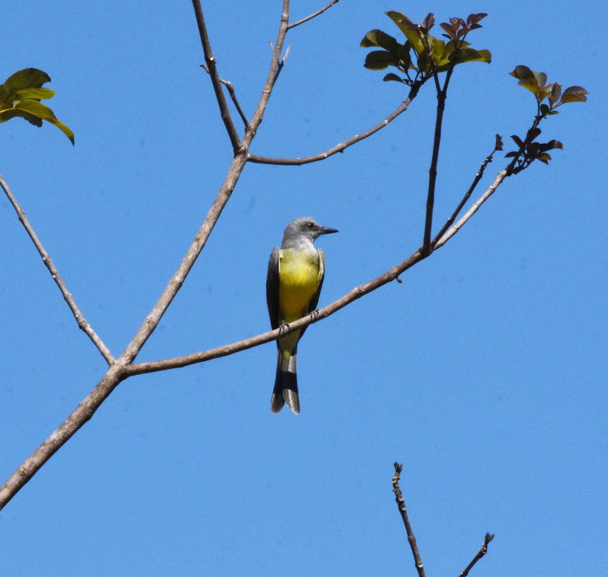 Tropical Kingbird - ML622047261