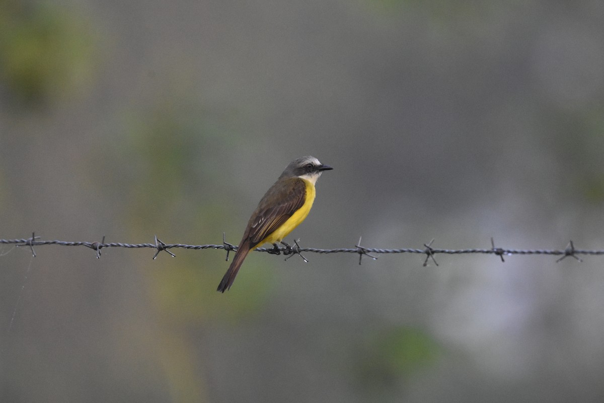 Gray-capped Flycatcher - ML622047267