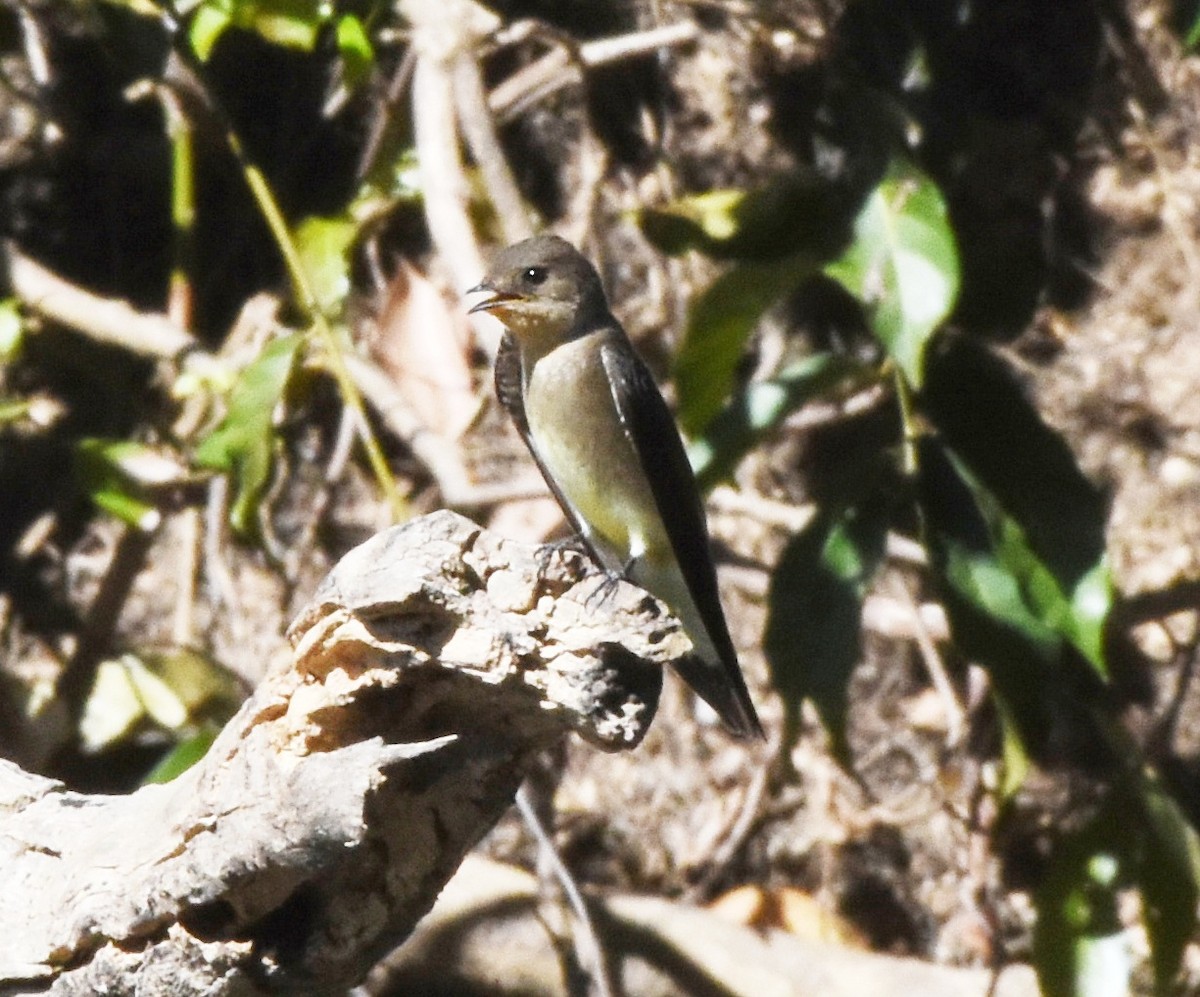 Hirondelle à gorge rousse - ML622047269