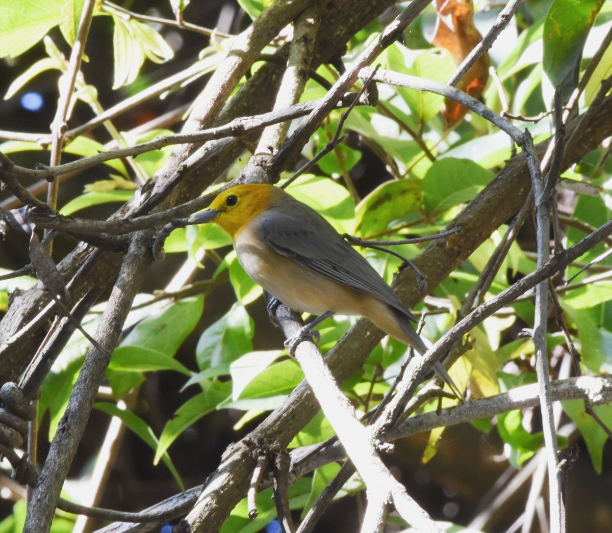 Orange-headed Tanager - ML622047270