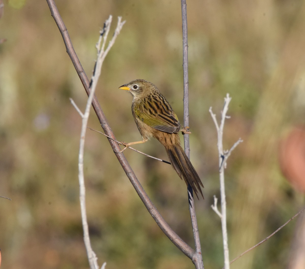 Wedge-tailed Grass-Finch - ML622047272