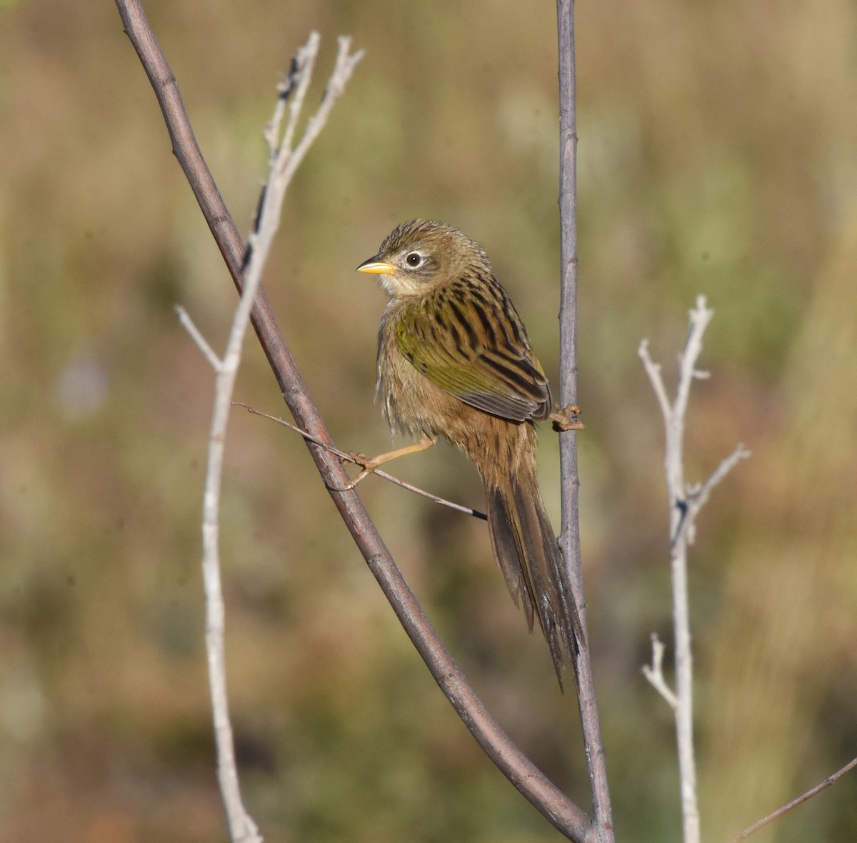Wedge-tailed Grass-Finch - ML622047273