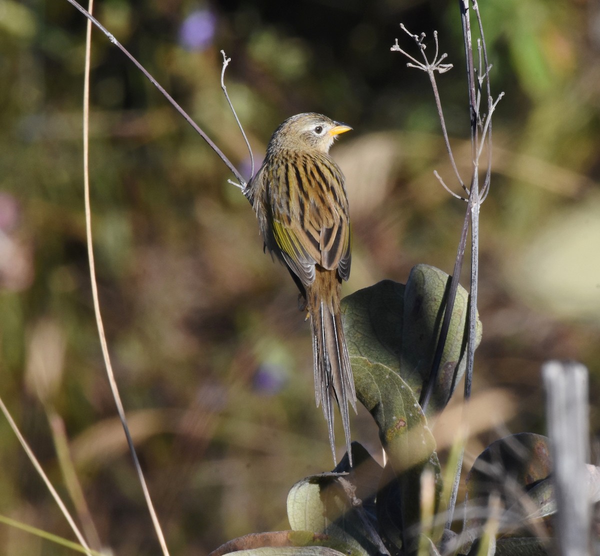 Wedge-tailed Grass-Finch - ML622047274
