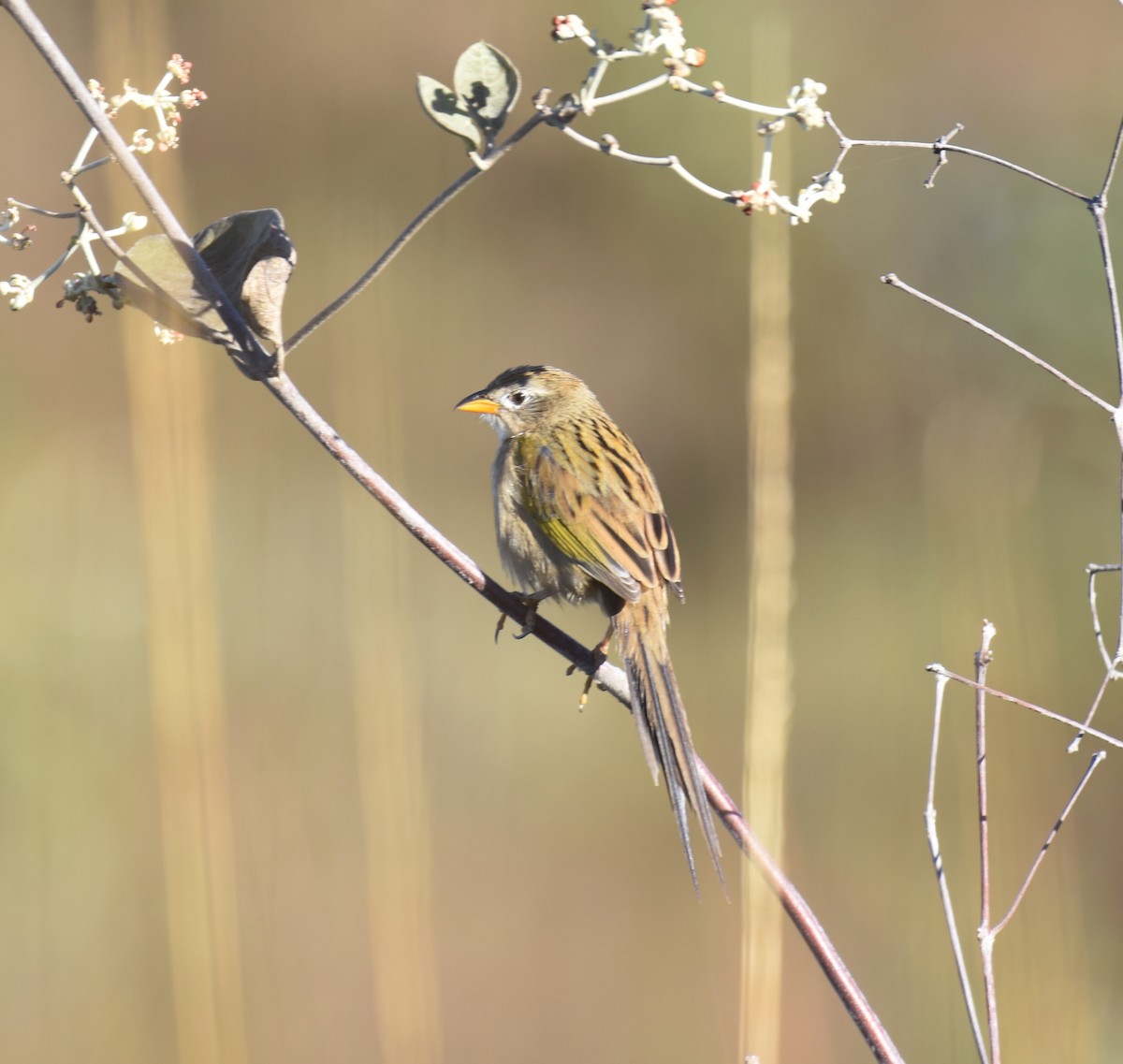 Wedge-tailed Grass-Finch - ML622047275