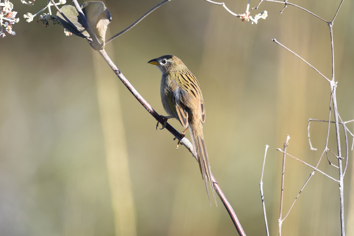 Wedge-tailed Grass-Finch - ML622047276