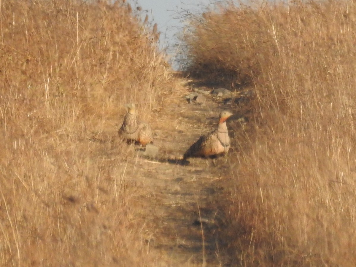 Black-bellied Sandgrouse - ML622047278