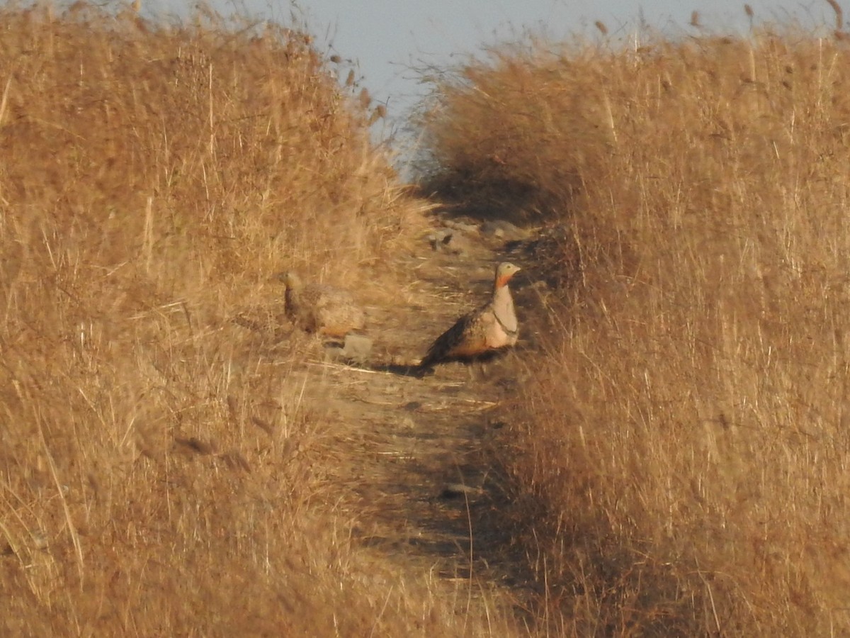 Black-bellied Sandgrouse - ML622047279