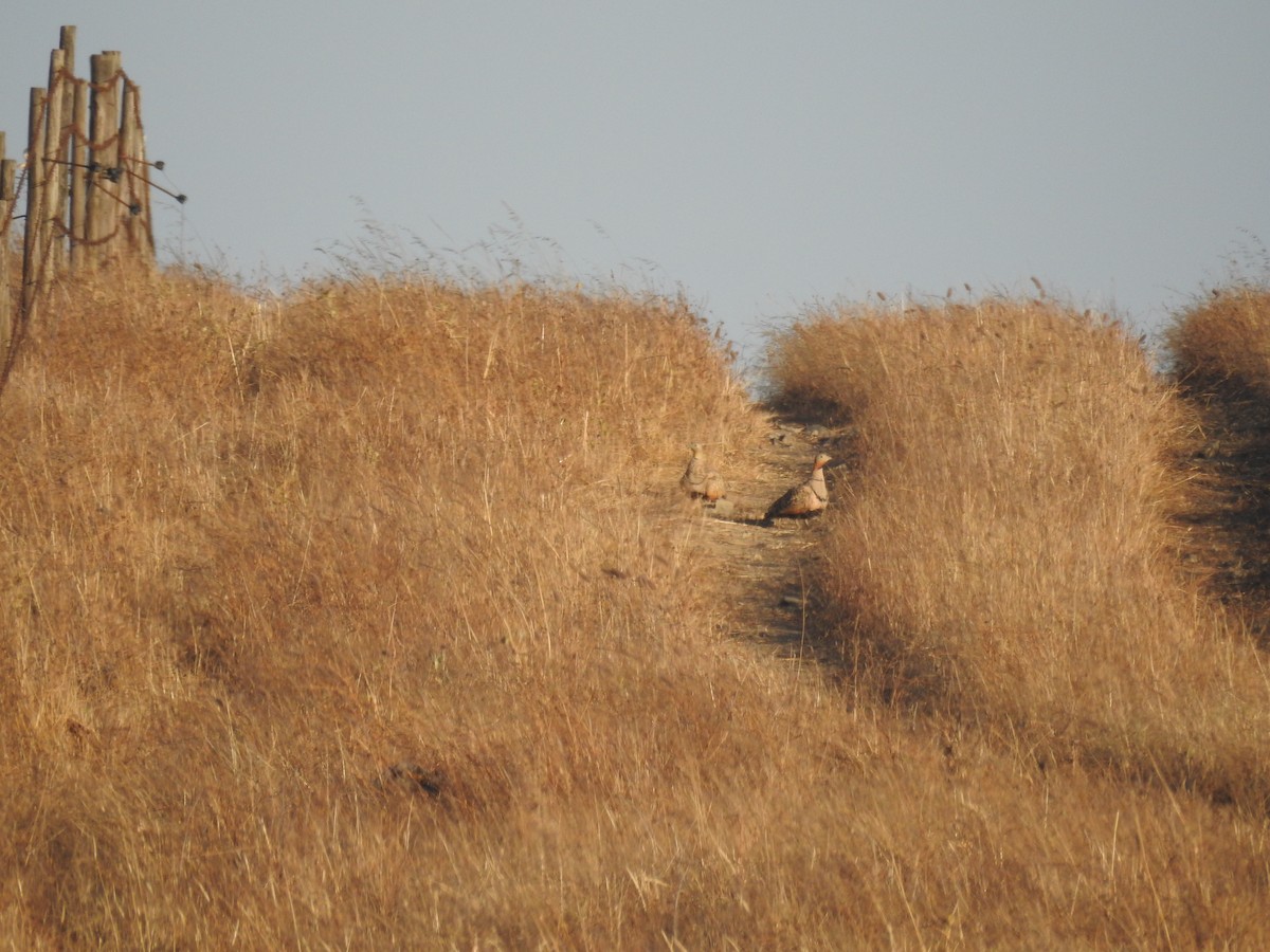 Black-bellied Sandgrouse - Timothy Guida