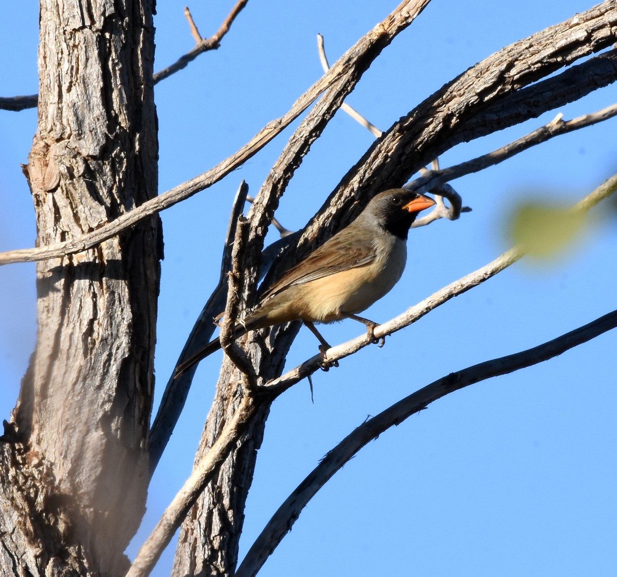 Black-throated Saltator - ML622047282