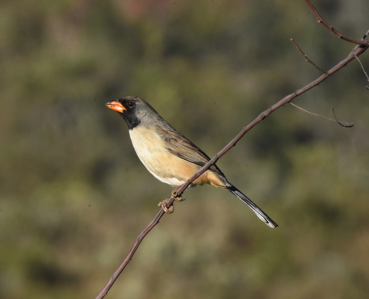 Black-throated Saltator - ML622047283