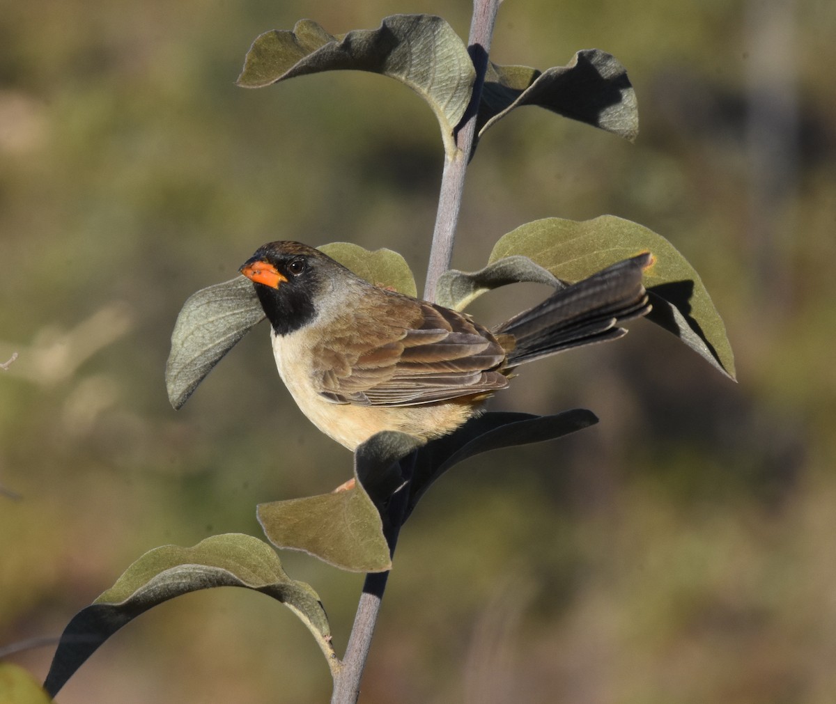 Black-throated Saltator - ML622047285