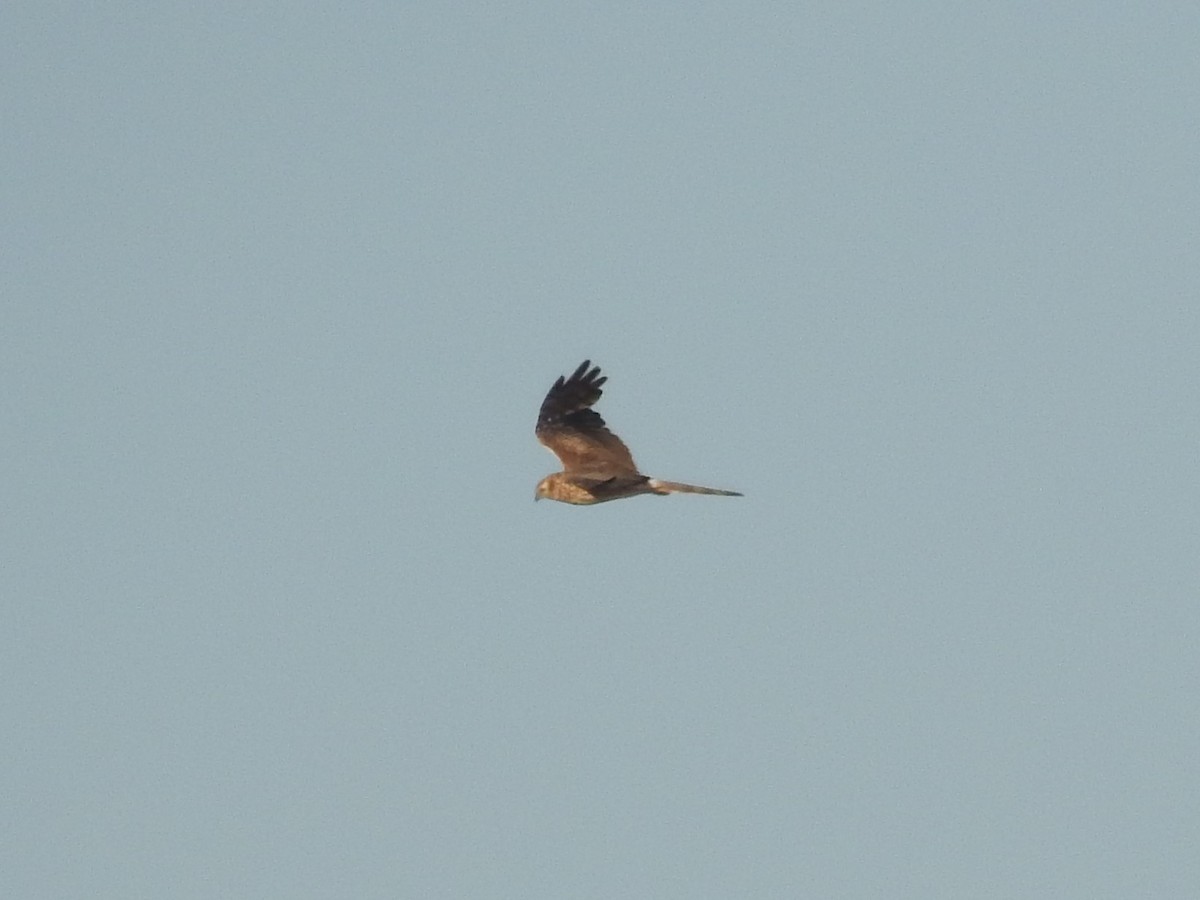 Montagu's Harrier - Timothy Guida