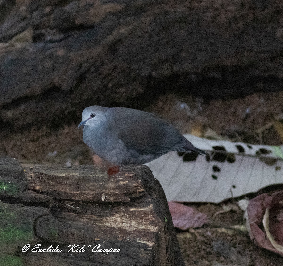 Colombe à calotte grise (plumbeiceps/notia) - ML622047297