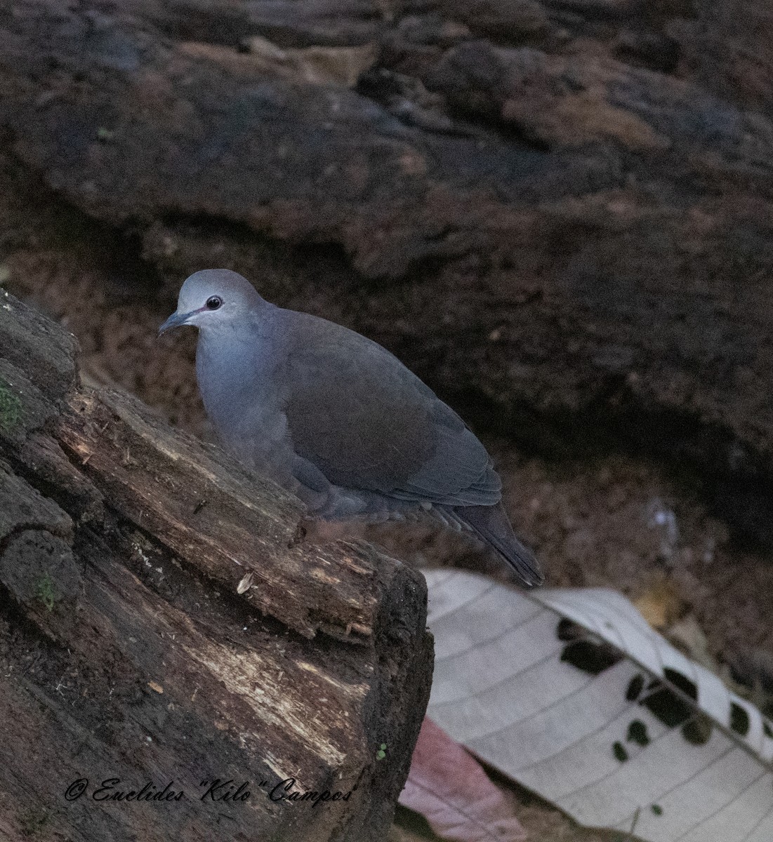 Colombe à calotte grise (plumbeiceps/notia) - ML622047298