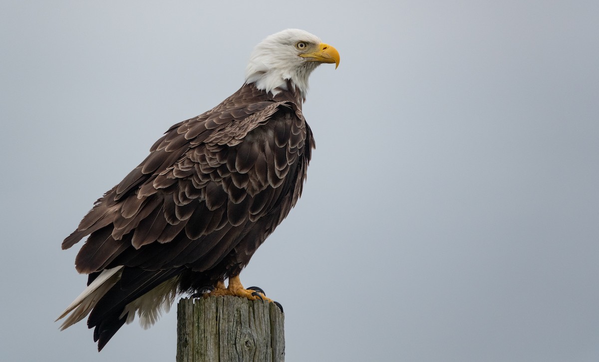 Bald Eagle - ML622047313