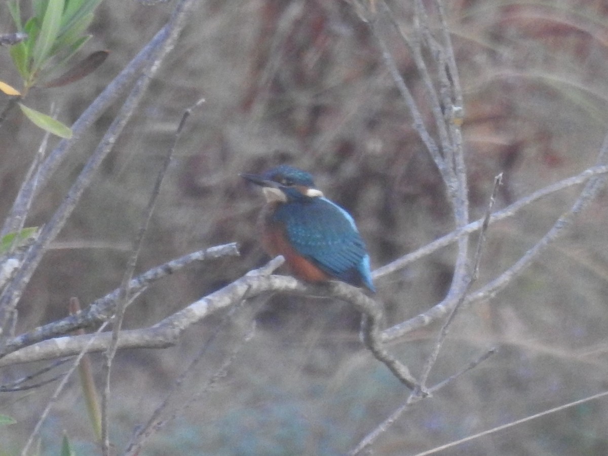 Common Kingfisher - ML622047317