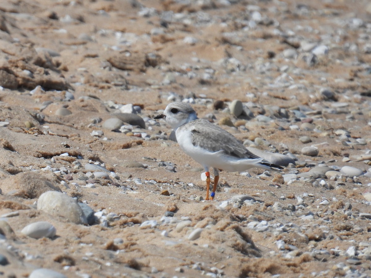 Piping Plover - Joan K