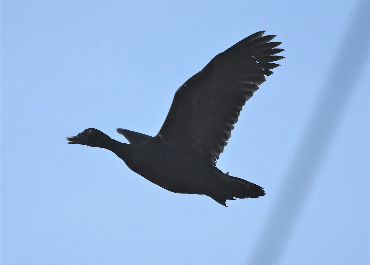 Muscovy Duck - Jerry Davis