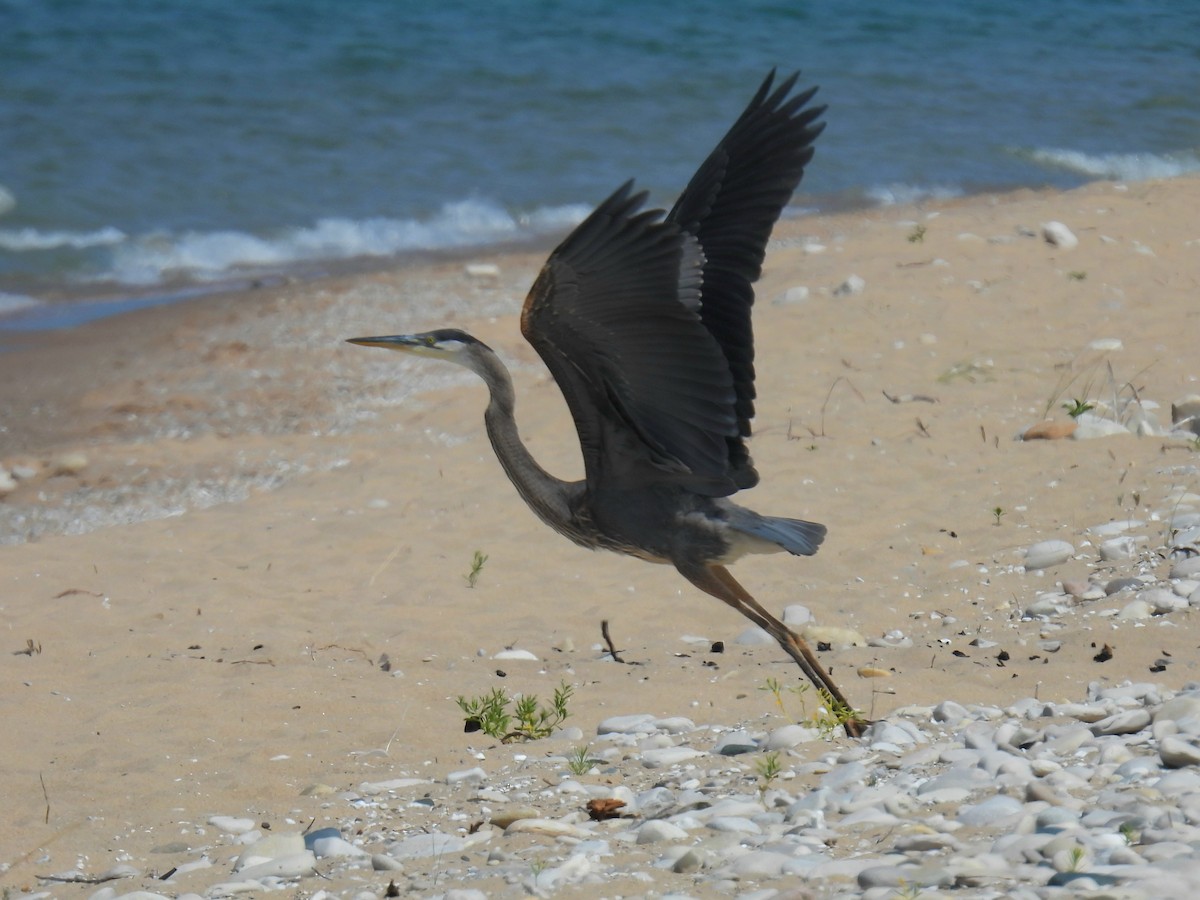 Great Blue Heron - ML622047339