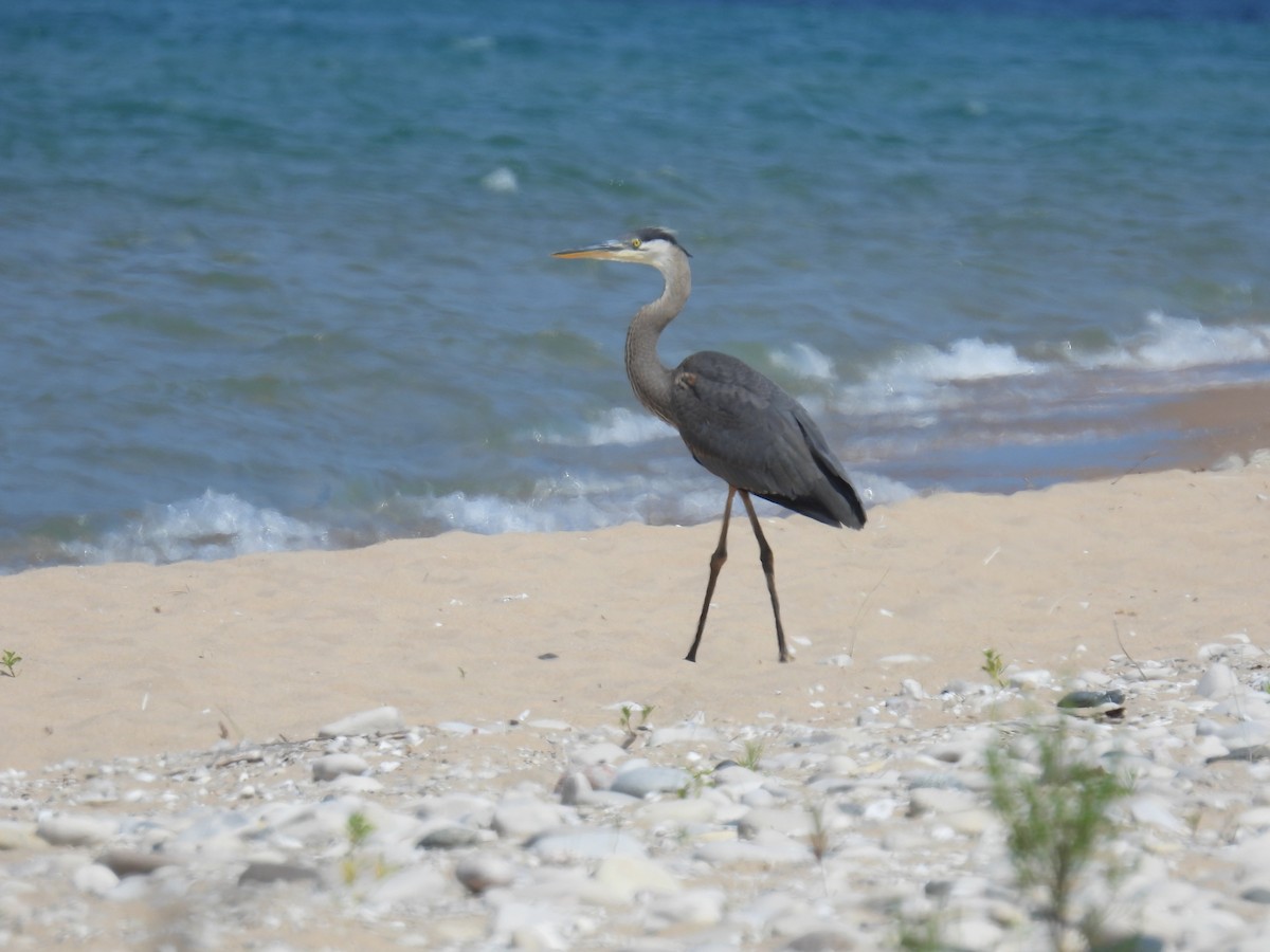 Great Blue Heron - ML622047340