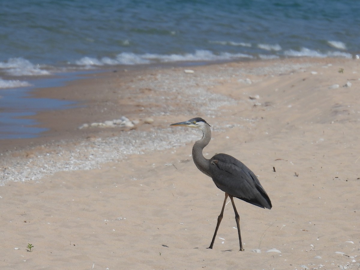 Great Blue Heron - ML622047341