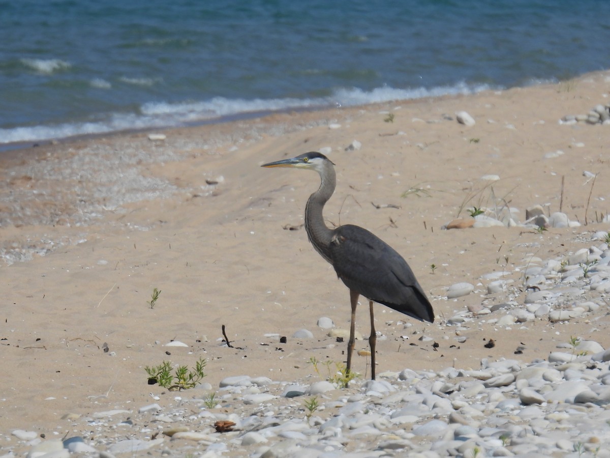 Great Blue Heron - ML622047342