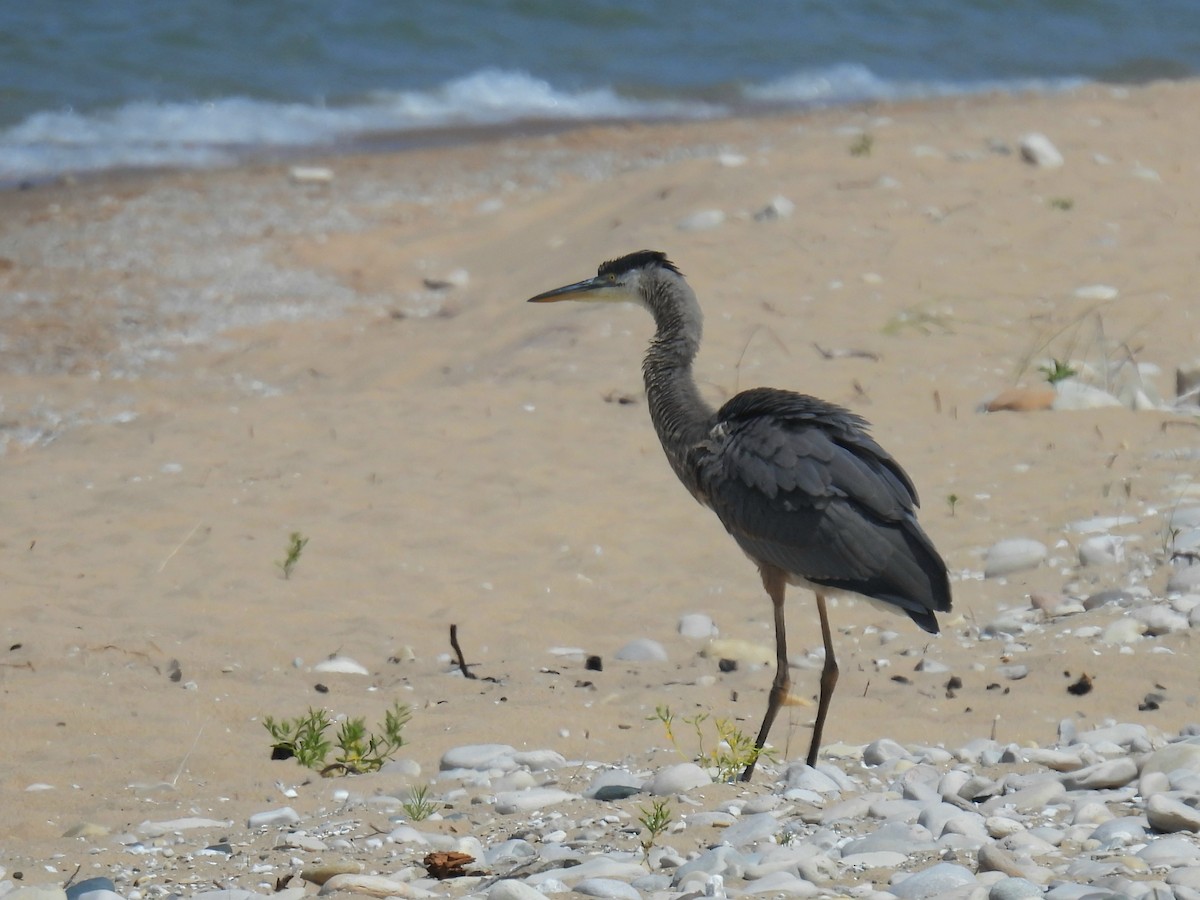 Great Blue Heron - ML622047343