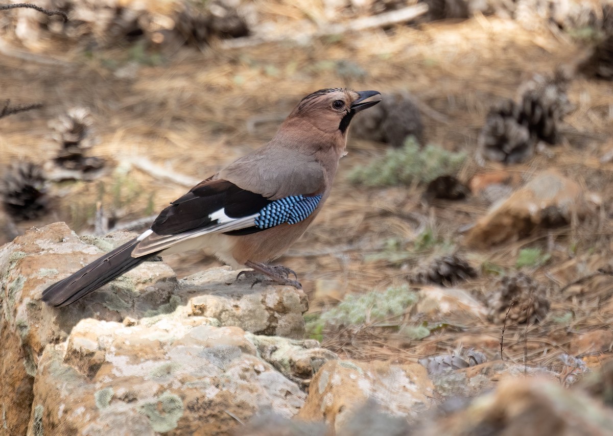 Eurasian Jay - Simon Mitchell