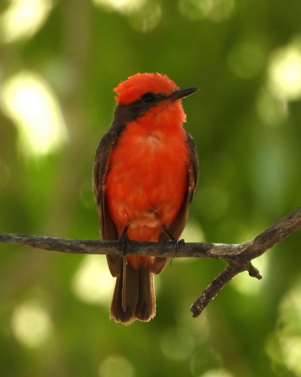 Vermilion Flycatcher - ML622047356