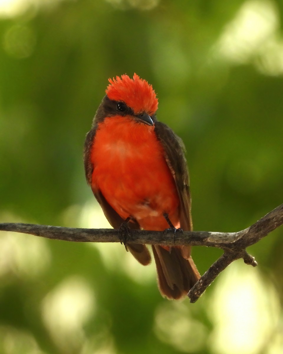 Vermilion Flycatcher - ML622047357