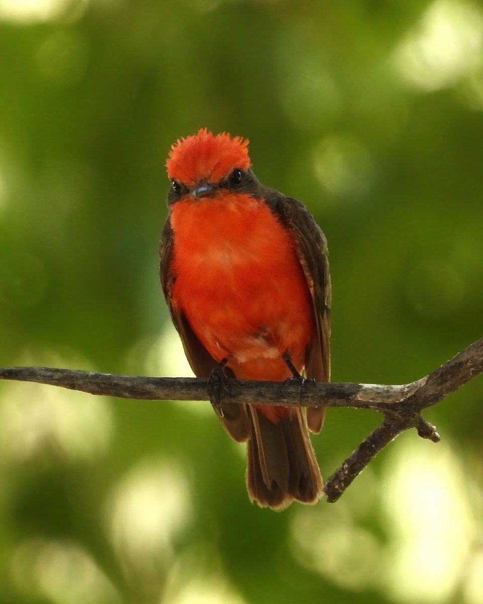 Vermilion Flycatcher - ML622047358