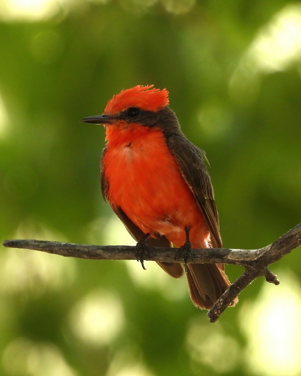 Vermilion Flycatcher - ML622047359