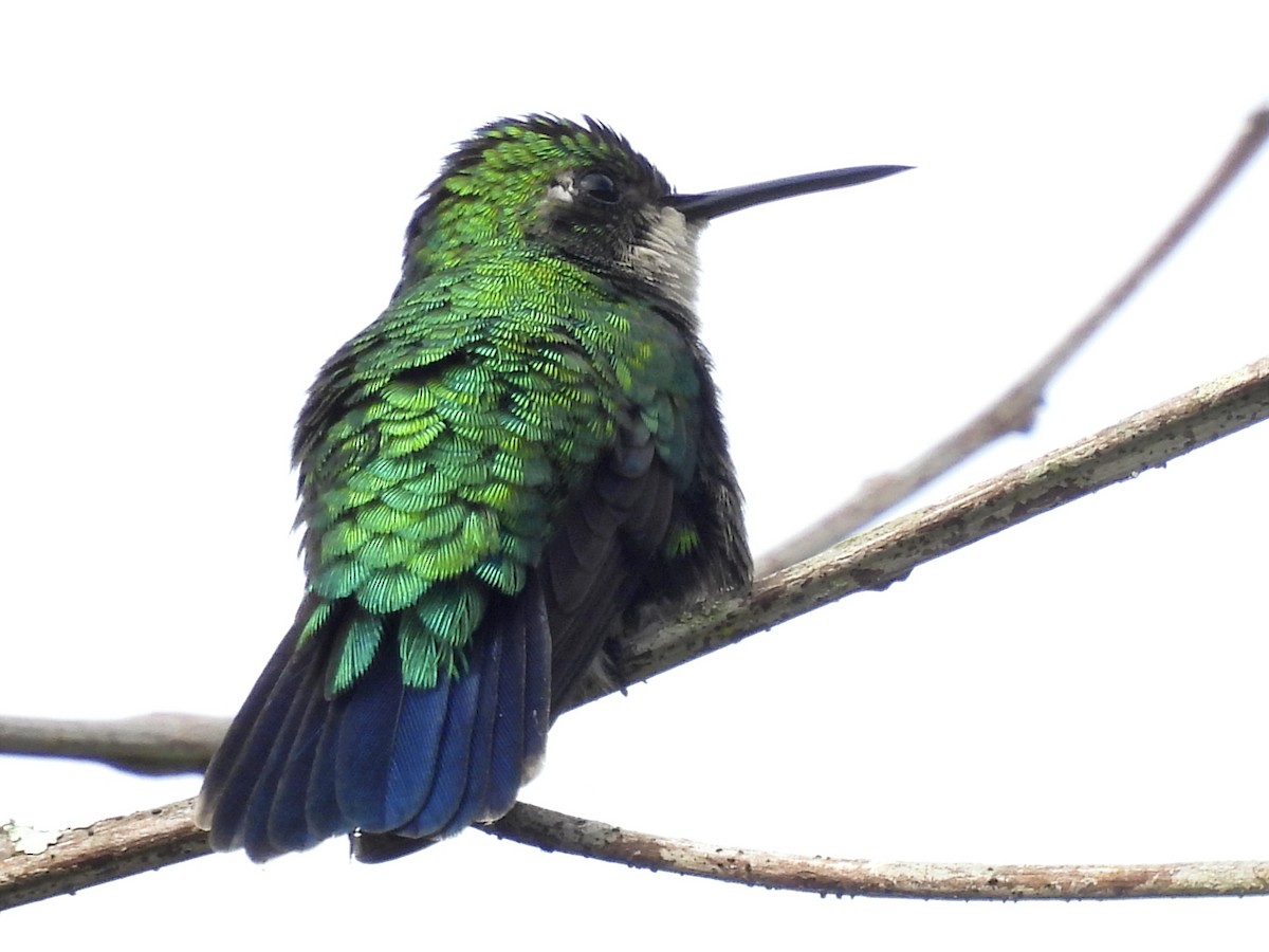 Blue-tailed Emerald - ML622047360