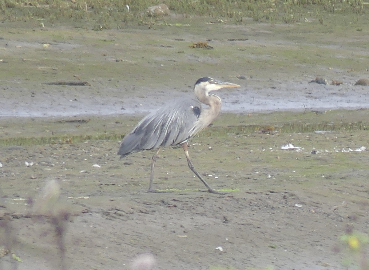 Great Blue Heron - ML622047363