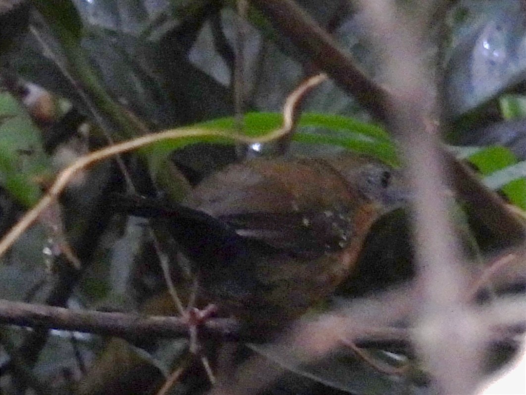 Black-throated Antbird - ML622047370