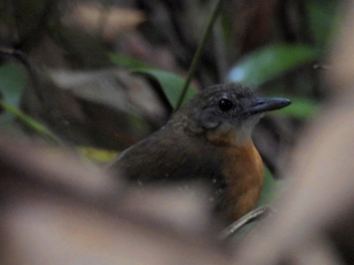 Black-throated Antbird - ML622047371