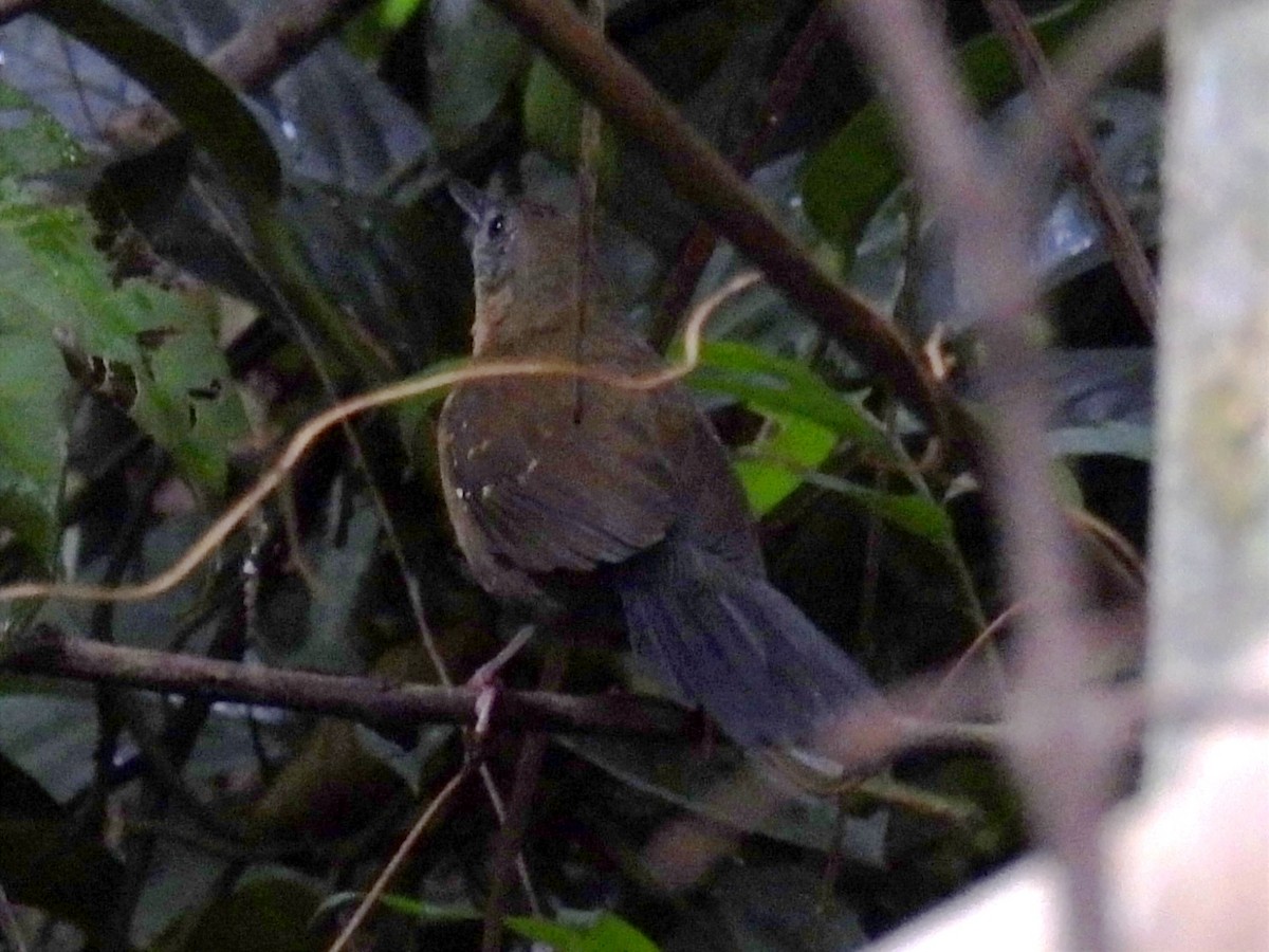 Black-throated Antbird - ML622047372